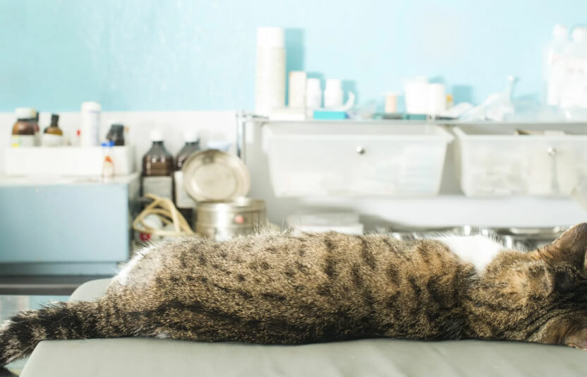 кошка без сознания лежит на столе у ветеринара